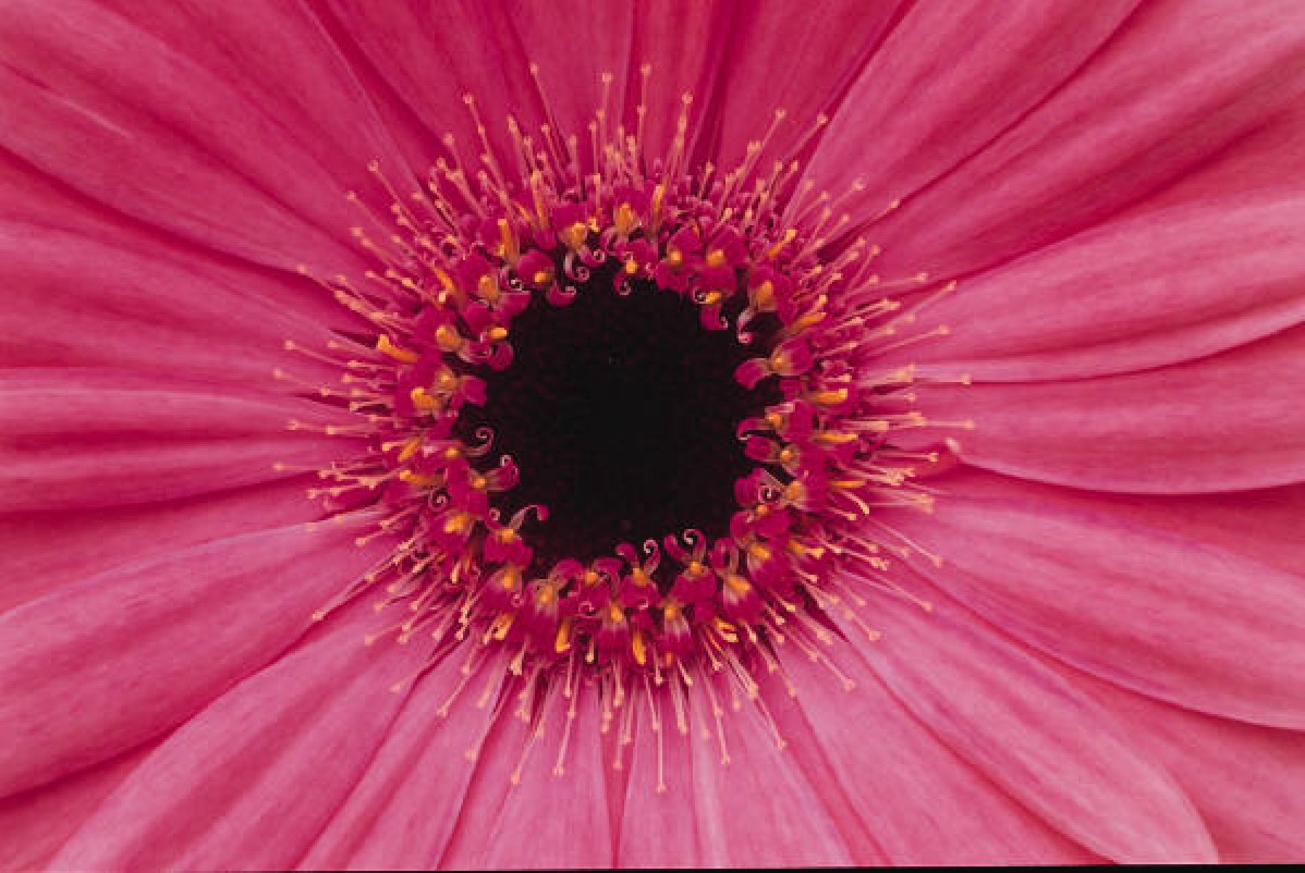 Gerbera Photo